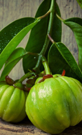 Garcinia Cambogia Frucht-extrakt
